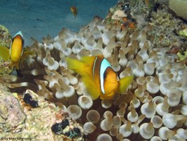 Colorful Red Sea 